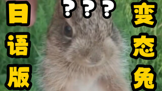 The number of perverted big rabbits has increased