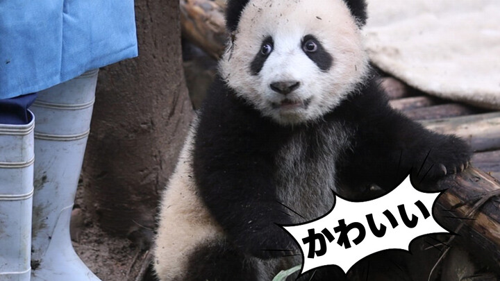 [Panda Bao Lu] Biarkan Aku Membersihkanmu
