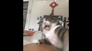 Tổng Hợp Video Chó Mèo Hài Hước Nhất 2023 | Funniest Cats And Dogs Video 😺😍 2023 | Part 09