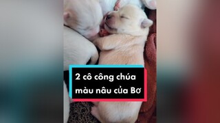 2 công chúa có xinh ko ạ? cunyeucuadua chó chócon chókhôn chócute