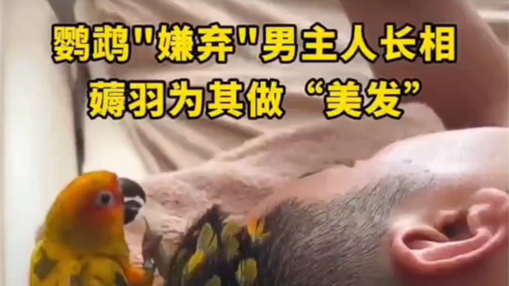 Parrot "dislikes" its male owner's looks and preens his feathers like a "haircut" #cutepets #funny #