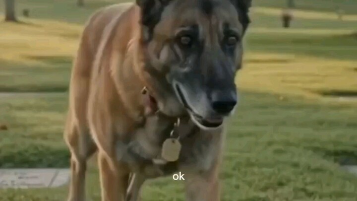 He Lost His Leg, But Not His Courage | The Incredible Story of K9 Lotto