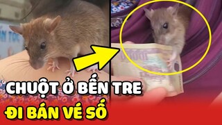 Độc lạ chú Chuột đi bán VÉ SỐ cùng chủ mỗi ngày tại Bến Tre 😲 | Yêu Lu