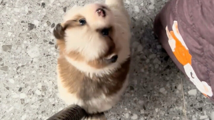 Bố mẹ ép tôi đi xem mắt, đây là món quà ra mắt chàng trai ấy tặng tôi!