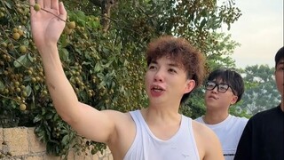 Vỏ vàng lõi lớn