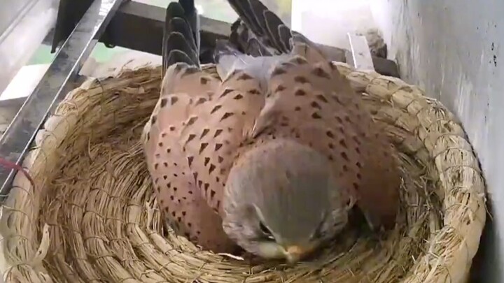 Elang merah masuk ke sarang buatan, tampak sangat puas