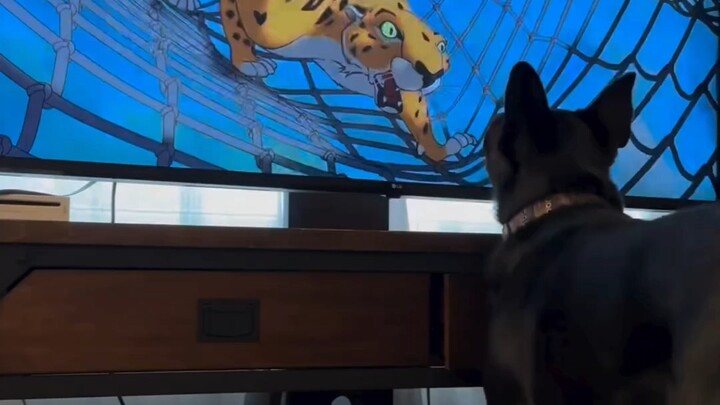 الكلب الذي يريد القفز داخل التلفاز لإنقاذ الطفل