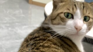 Một ngày không bắt nạt mèo là người khó chịu vô cùng ( ̀⌄ ́)