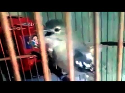 Suara Cipoh Cetrik Bangat dan Memukau
