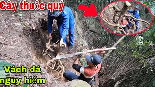 Khám Phá Kỳ Diệu Của Thiên Nhiên . Hành Trình Đi Tìm Cây Thuốc Quý Hàng 1000 Năm Tuổi