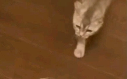 Lihat bagaimana preman itu memukulimu sampai buang air besar di celana!