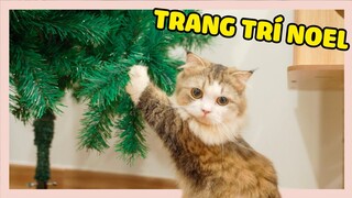 Trang trí Noel sớm cùng các bé mèo | The Happy Pets #107