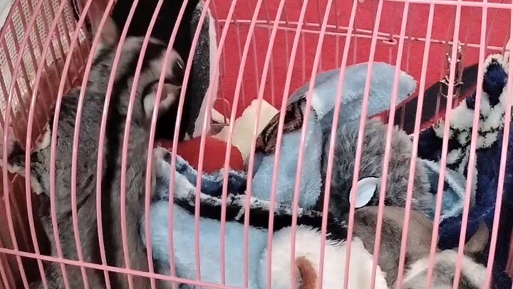 พาสองตัวแสบมาทำบุญ วันที่22 ธันวาคม 2568 #ชูการ์ไกรเดอร์