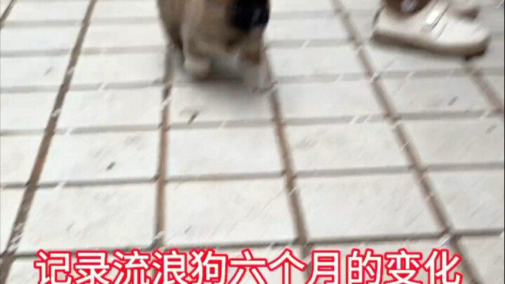 What changes will occur after six months of raising a stray puppy I picked up?
