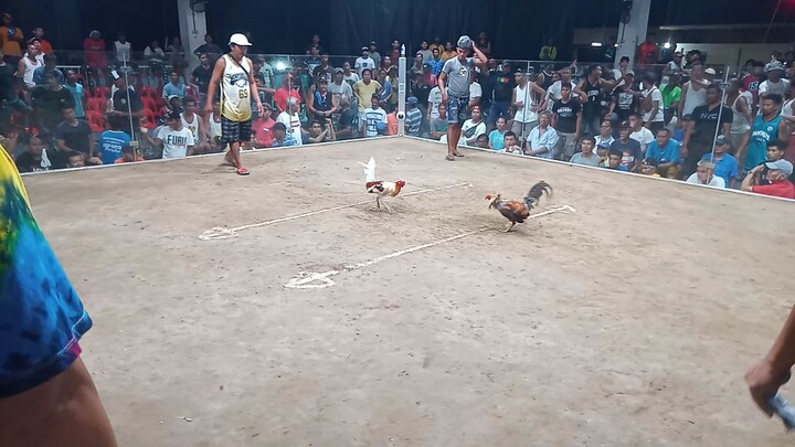 Bulik👌💪💪💪.                     Kananga cockpit                     #RAGAMEFOWL