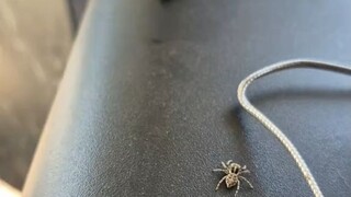 跳蛛捕食苍蝇，居然还知道要绕到后面，小小的脑子里装满了智慧啊...