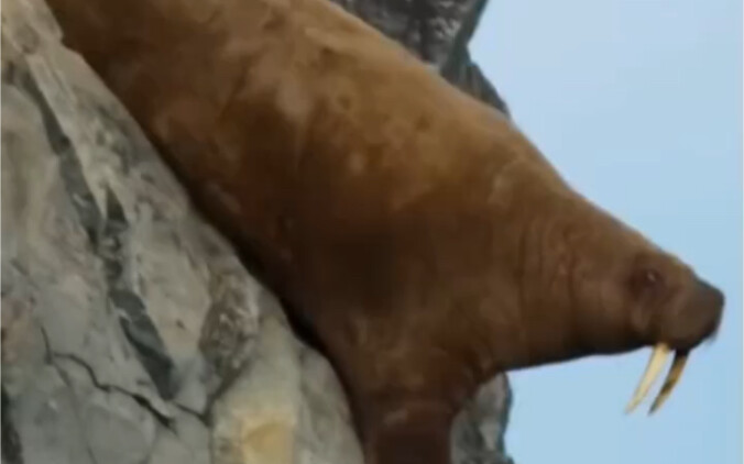 Gajah Laut Melompat dari Tebing