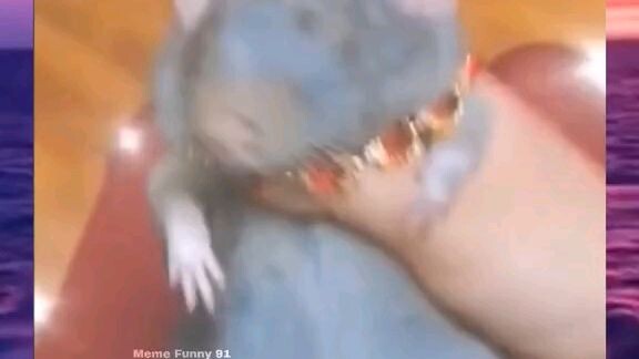 rat