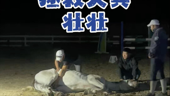 Zhuangzhuang: I’m a stallion! Is it my fault that I’ve got balls?!