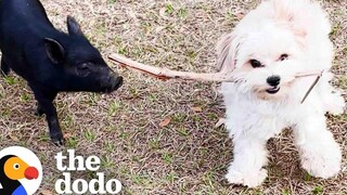 ลูกหมูกู้ภัยจิ๋วคิดว่าสุนัขเป็นพี่น้องของเธอ Dodo ตัวน้อยแต่ดุร้าย