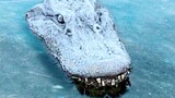 A man rescued a "frozen" crocodile, but was accused instead of doing something bad with good intenti