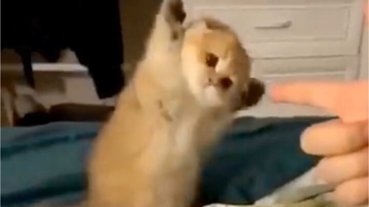 AWSL Oscar si kucing kecil yang super imut! Bukannya setelah berdirinya negara dilarang ya kalau hew