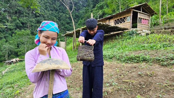 Harvesting dragon fruit to sell, the village boy continued to confess his love to Mai | Daily Life