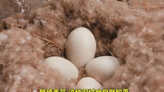 一床羽绒被价值8000美元，为什么冰岛鸭绒如此昂贵？