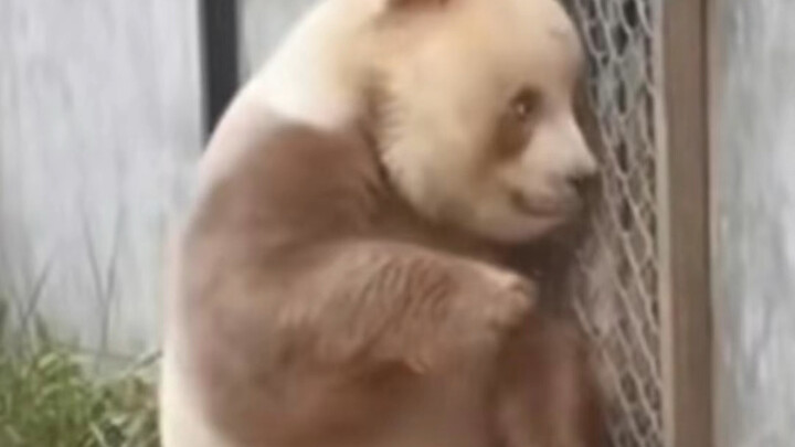 More than 200 pounds of weight, more than 800 minds