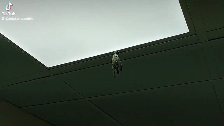 Colibrí atrapado en el techo
