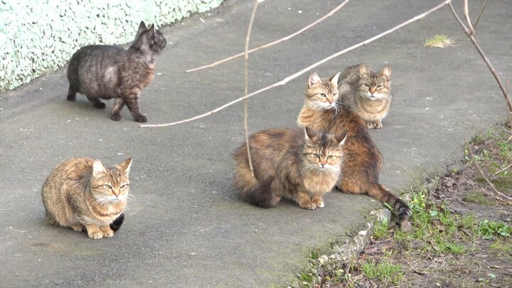 Company of five cats so hungry