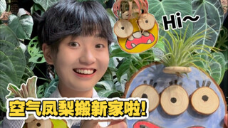 Cây không khí thân yêu! Còn loài cây nào thoải mái hơn bạn nữa chứ?!
