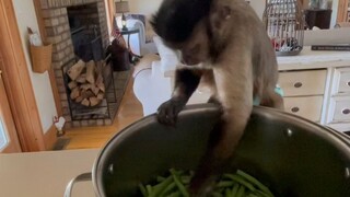 A capuchin monkey that's even more practical than an AI housekeeping robot—this guy is seriously har