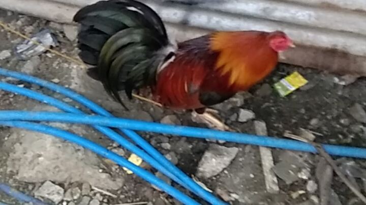 mga panlaban n boss n boss amo