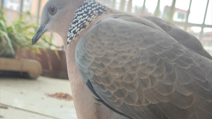 猪颈斑鸠:这是什么艹一下