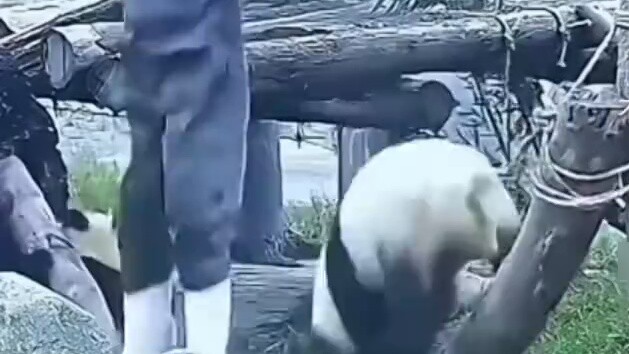 Foreign websites are hotly discussing the moment when a Chinese panda committed suicide, with 33 mil