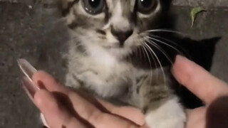 Hey there! Little cat!