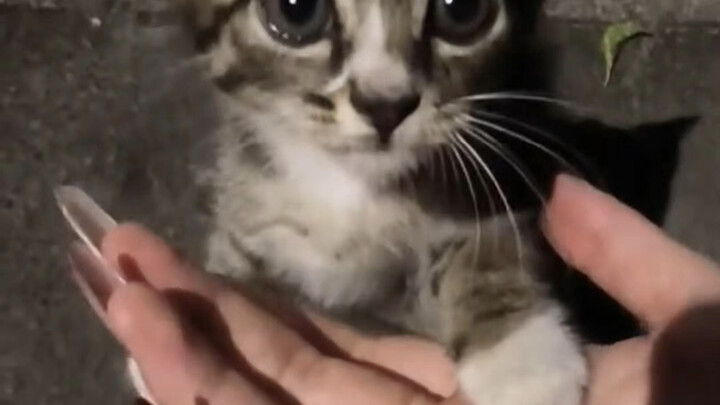 مرحباً! يا قطة صغيرة!