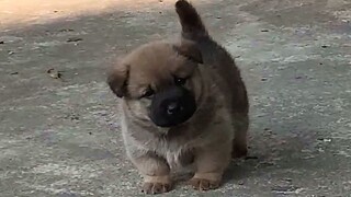 A "little country dog" is anything but rustic—it's the epitome of cuteness!