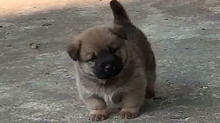 Anjing kampung kecil itu sama sekali tidak kampungan, justru ia adalah puncak kelucuan!