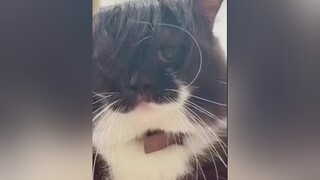 Cái quằn què gì nữa dẫy meo meow cat meocute mèo vuinhon mèovui fypシ