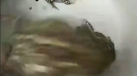 هيهي، قبضت على عائلة بيغي!