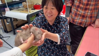 Nenek, lihat! Tikus kecil! 