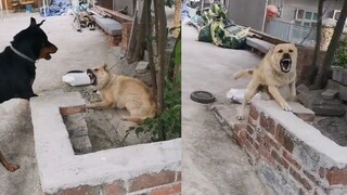 男子每日路过都被黄狗欺负，气不过召唤自家恶犬，气势瞬间碾压