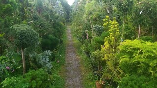 Woda, drzewka, choinki, kwiaty