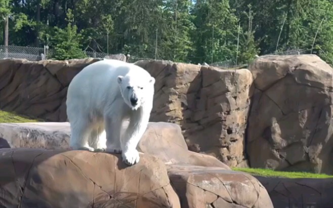 Some bears look incredibly calm above water, but are actually quite...
