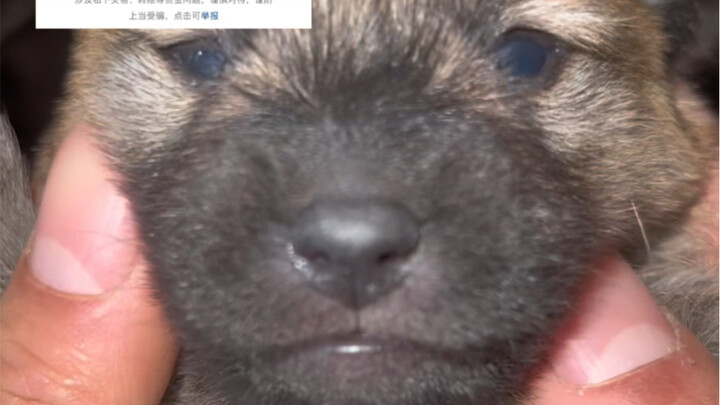 ตั้งแต่เด็กก็ไม่เคยเห็นพ่อของมันเลย