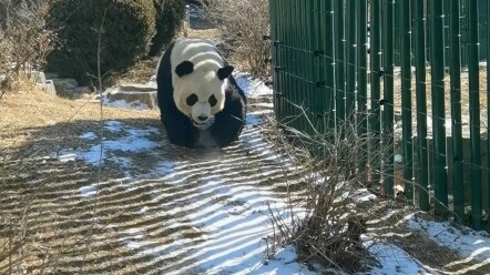 [Giant Panda] Golden Tiger! How am I supposed to explain to the tourists that you’re not a staff mem