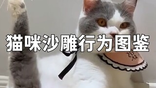 猫咪沙雕行为图鉴