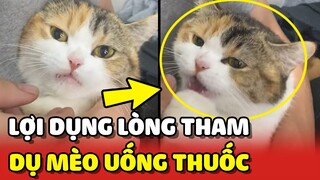 Hướng dẫn dụ mèo UỐNG THUỐC bằng cách lợi dụng bản tính THAM LAM 😂 | Yêu Lu